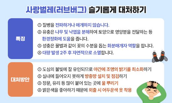 특징
- 질병을 전파하거나 매개하지 않습니다.
- 유충은 나무 및 낙엽을 분해하여 토양으로 영양분을 전달하는 등 환경정화에 도움을 줍니다.
- 성충은 꿀벌과 같이 꽃의 수분을 돕는 화분매개자 역할을 합니다.
- 대량 발생 2주 후 자연적으로 소멸합니다.

대처방안
- 도심의 불빛에 잘 유인되므로 야간에 조명의 밝기를 최소화하기
- 실내에 들어오지 못하게 방충망 설치 및 점검하기
- 창문, 유리 등 많이 붙어 있는 곳에 물 뿌리기
- 밝은색을 좋아하기 때문에 외출 시 어두운색 옷 착용
